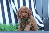 Adam, a male Poodle - Miniature  for sale in Baltic, OH – 1 of 8