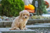 Posie, a female Maltipoo for sale in Baltic, OH – 3 of 10
