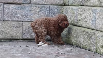 Adam, a male Poodle - Miniature  for sale in Baltic, OH – 8 of 8