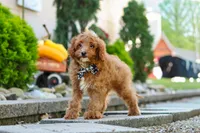 Justin, a male Cavapoo for sale in Baltic, OH – 4 of 8