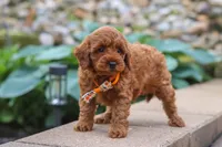 Knox, a male Maltipoo for sale in Baltic, OH – 5 of 6