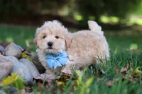 Buddy, a male Maltipoo for sale in Baltic, OH – 3 of 6