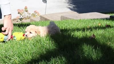 Honey, a female Maltipoo for sale in Baltic, OH – 6 of 6