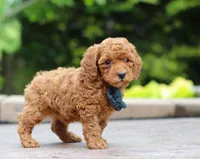 Cole, a male Poodle - Miniature  for sale in Baltic, OH – Photo 2 of 4