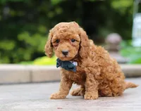 Cole, a male Poodle - Miniature  for sale in Baltic, OH – Photo 1 of 4