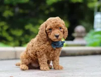 Cole, a male Poodle - Miniature  for sale in Baltic, OH – Photo 4 of 4