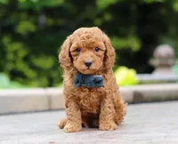 Cole, a male Poodle - Miniature  for sale in Baltic, OH – Photo 3 of 4