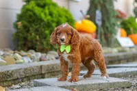 Blake, a male Cavapoo for sale in Baltic, OH – 4 of 10