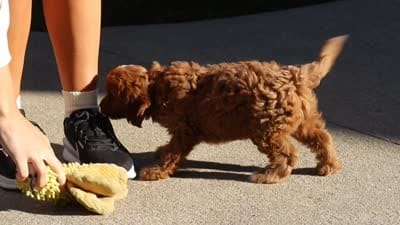 Clover, a female Cavapoo for sale in Baltic, OH – 8 of 10