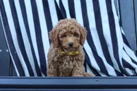 James, a male Poodle - Miniature  for sale in Baltic, OH – 6 of 10