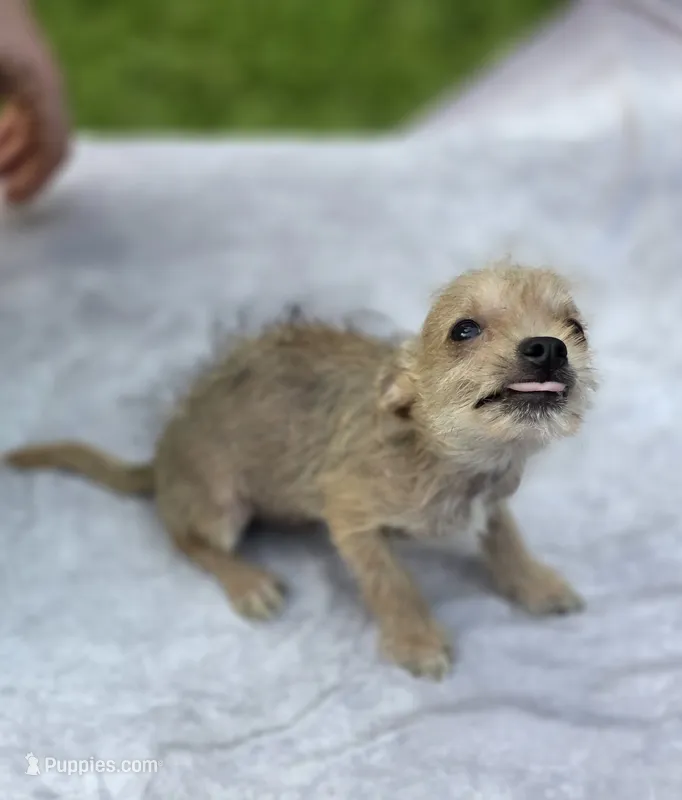 Chewbacca – Chihuahua, Chinese Crested puppy for sale in Camden, AR