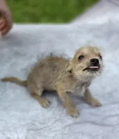Chewbacca, a male Chihuahua and Chinese Crested for sale in Camden, AR – 1 of 10