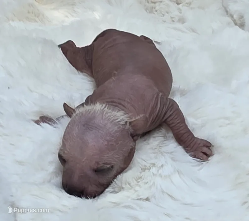 Blondy – Xoloitzcuintli, Chihuahua puppy on hold in Camden, AR