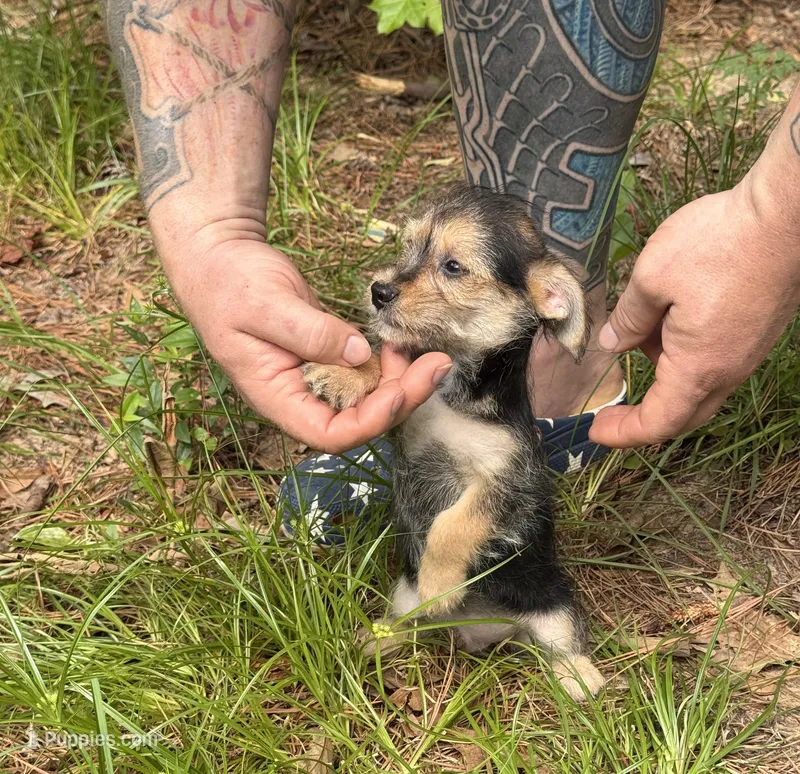 Bingo, a male Chihuahua and Chinese Crested for sale in Camden, AR – 1 of 9