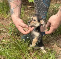 Bingo, a male Chihuahua and Chinese Crested for sale in Camden, AR – 1 of 9