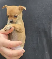 Bella , a female Chihuahua for sale in Camden, AR – 3 of 7