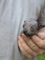 Tozi, a female Xoloitzcuintli and Chihuahua for sale in Camden, AR – 4 of 8