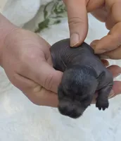 Onyx, a female Xoloitzcuintli and Chihuahua for sale in Camden, AR – 4 of 8