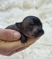 Onyx, a female Xoloitzcuintli and Chihuahua for sale in Camden, AR – 5 of 8