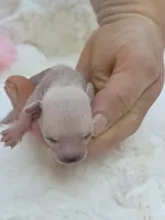 Jewels , a female Xoloitzcuintli and Chihuahua for sale in Camden, AR – 10 of 10