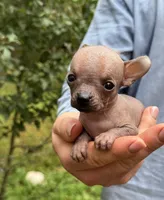 Mouse, a male Xoloitzcuintli and Chihuahua for sale in Benton, PA – Photo 8 of 10