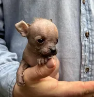 Mouse, a male Xoloitzcuintli and Chihuahua for sale in Benton, PA – Photo 9 of 10