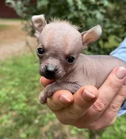 Mouse, a male Xoloitzcuintli and Chihuahua for sale in Benton, PA – Photo 1 of 10
