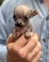 Mouse, a male Xoloitzcuintli and Chihuahua for sale in Benton, PA – Photo 5 of 10
