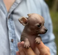 Mouse, a male Xoloitzcuintli and Chihuahua for sale in Benton, PA – Photo 7 of 10