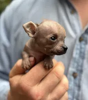 Mouse, a male Xoloitzcuintli and Chihuahua for sale in Benton, PA – Photo 4 of 10