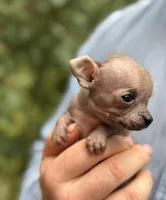 Mouse, a male Xoloitzcuintli and Chihuahua for sale in Benton, PA – Photo 3 of 10