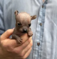 Mouse, a male Xoloitzcuintli and Chihuahua for sale in Benton, PA – Photo 2 of 10