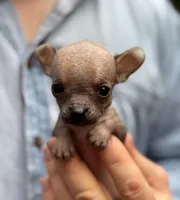 Mouse, a male Xoloitzcuintli and Chihuahua for sale in Benton, PA – Photo 6 of 10