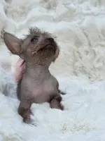 Diva, a female Xoloitzcuintli and Chihuahua for sale in Camden, AR – 8 of 9