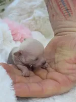 Jewels , a female Xoloitzcuintli and Chihuahua for sale in Camden, AR – 1 of 10