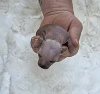 Blondy, a female Xoloitzcuintli and Chihuahua for sale in Camden, AR – 6 of 9