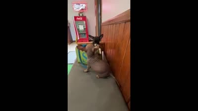 Moomintroll  , a male Xoloitzcuintli and Chihuahua for sale in Camden, AR – 10 of 10