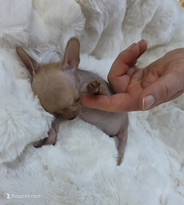 Whisper  – Xoloitzcuintli, Chihuahua puppy for sale in Camden, AR