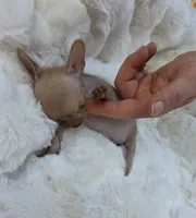 Whisper , a male Xoloitzcuintli and Chihuahua for sale in Camden, AR – 1 of 9