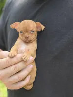 Orange, a male Chihuahua for sale in Camden, AR – 5 of 5