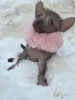 Diva, a female Xoloitzcuintli and Chihuahua for sale in Camden, AR – 2 of 9