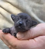 Midnight, a female Xoloitzcuintli and Chihuahua for sale in Camden, AR – 5 of 10