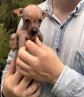 Mummytroll  , a male Xoloitzcuintli and Chihuahua for sale in Camden, AR – 9 of 10
