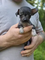 Yaretzi, a female Xoloitzcuintli and Chihuahua for sale in Camden, AR – 7 of 7
