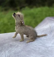 Chewbacca, a male Chihuahua and Chinese Crested for sale in Camden, AR – 8 of 10