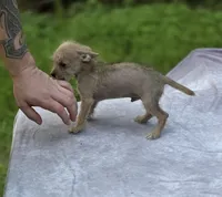 Chewbacca, a male Chihuahua and Chinese Crested for sale in Camden, AR – 5 of 10