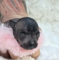 Onyx, a female Xoloitzcuintli and Chihuahua for sale in Camden, AR – 6 of 8