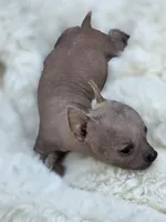 Cleo, a female Xoloitzcuintli and Chihuahua for sale in Camden, AR – 5 of 8