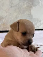 Gracioso , a male Chihuahua for sale in Benton, PA – Photo 5 of 10