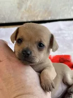 Gracioso , a male Chihuahua for sale in Benton, PA – Photo 8 of 10